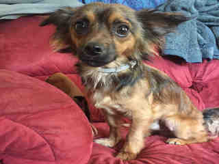 <u> Mix-Bred CHIHUAHUA - LONG HAIRED Male  Adult  Dog  (Secondary Breed: BLEND)</u>