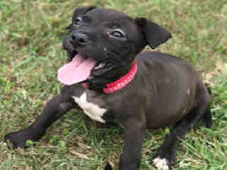 <u> Mix-Bred AMERICAN STAFFORDSHIRE TERRIER Male  Young  Puppy  (Secondary Breed: BLEND)</u>