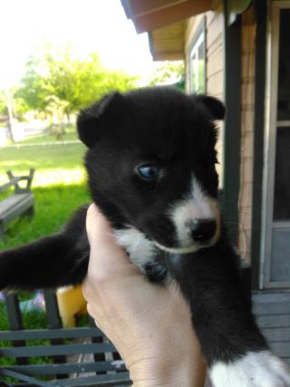 <u> Mix-Bred BORDER COLLIE Female  Young  Puppy  (Secondary Breed: AMERICAN STAFFORDSHIRE TERRIER)</u>