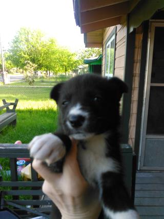 <u> Mix-Bred BORDER COLLIE Male  Young  Puppy  (Secondary Breed: AMERICAN STAFFORDSHIRE TERRIER)</u>