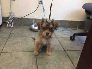 <u> Mix-Bred YORKSHIRE TERRIER Female  Young  Puppy  (Secondary Breed: BLEND)</u>