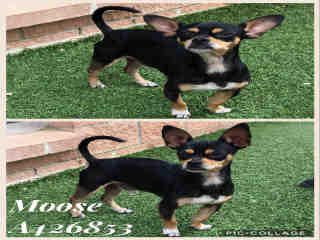 <u> Mix-Bred CHIHUAHUA - SMOOTH COATED Male  Young  Puppy  (Secondary Breed: BLEND)</u>