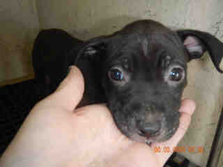 <u> Mix-Bred STAFFORDSHIRE BULL TERRIER Female  Young  Puppy  (Secondary Breed: BLEND)</u>
