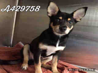<u> Mix-Bred CHIHUAHUA - SMOOTH COATED Male  Young  Puppy  (Secondary Breed: BLEND)</u>