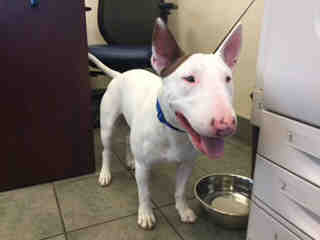 <u> Mix-Bred BULL TERRIER Male  Young  Puppy  (Secondary Breed: BLEND)</u>