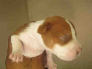 <u> Mix-Bred PIT BULL TERRIER Female  Young  Puppy  (Secondary Breed: BLEND)</u>