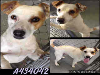 <u> Mix-Bred CHIHUAHUA - SMOOTH COATED Male  Adult  Dog  (Secondary Breed: JACK (PARSON) RUSSELL TERRIER)</u>