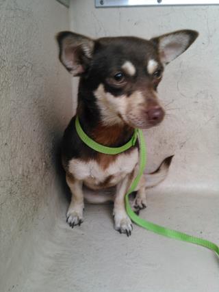 <u> Mix-Bred CHIHUAHUA - SMOOTH COATED Female  Young  Puppy  (Secondary Breed: BLEND)</u>