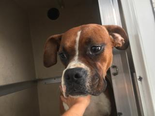 <u> Mix-Bred BOXER Female  Young  Puppy  (Secondary Breed: BLEND)</u>