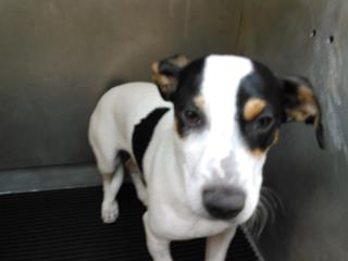 <u>JACK (PARSON) RUSSELL TERRIER Male  Young  Puppy </u>