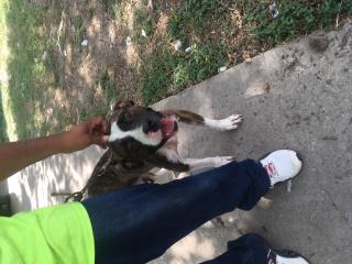 <u> Mix-Bred AMERICAN STAFFORDSHIRE TERRIER Female  Adult  Dog  (Secondary Breed: PIT BULL TERRIER)</u>