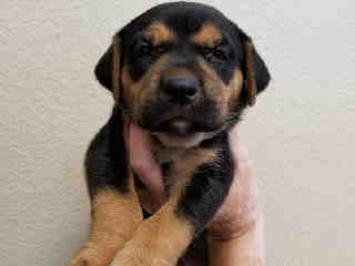 <u> Mix-Bred ROTTWEILER Female  Young  Puppy  (Secondary Breed: BLEND)</u>