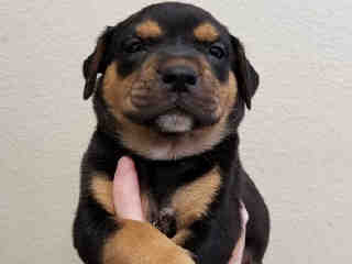 <u> Mix-Bred ROTTWEILER Male  Young  Puppy  (Secondary Breed: BLEND)</u>