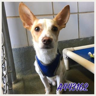 <u> Mix-Bred JACK (PARSON) RUSSELL TERRIER Male  Adult  Dog  (Secondary Breed: BLEND)</u>