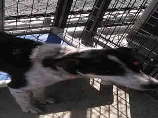 <u> Mix-Bred COLLIE - SMOOTH Female  Young  Puppy  (Secondary Breed: BLEND)</u>