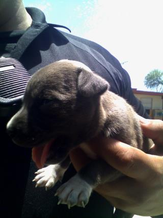 <u> Mix-Bred AMERICAN STAFFORDSHIRE TERRIER Female  Young  Puppy  (Secondary Breed: BLEND)</u>