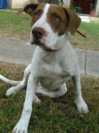 <u> Mix-Bred POINTER Female  Young  Puppy  (Secondary Breed: BLEND)</u>
