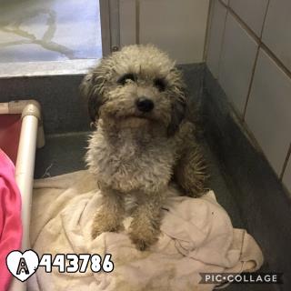 <u> Mix-Bred POODLE - MINIATURE Male  Young  Puppy  (Secondary Breed: BLEND)</u>