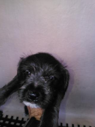 <u> Mix-Bred TERRIER Male  Young  Puppy  (Secondary Breed: BLEND)</u>