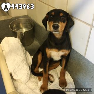 <u> Mix-Bred BLACK AND TAN COONHOUND Female  Young  Puppy  (Secondary Breed: BLEND)</u>