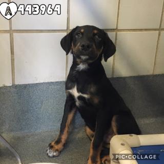 <u> Mix-Bred BLACK AND TAN COONHOUND Male  Young  Puppy  (Secondary Breed: BLEND)</u>