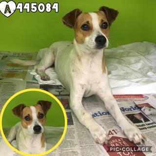 <u> Mix-Bred JACK (PARSON) RUSSELL TERRIER Male  Young  Puppy  (Secondary Breed: BLEND)</u>