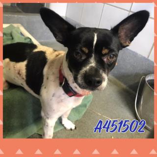 <u> Mix-Bred RAT TERRIER Male  Young  Puppy  (Secondary Breed: BLEND)</u>