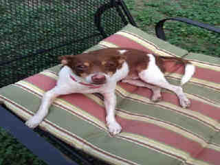 <u> Mix-Bred CHIHUAHUA - SMOOTH COATED Male  Older  Dog  (Secondary Breed: RAT TERRIER)</u>