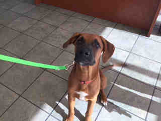 <u> Mix-Bred BOXER Male  Young  Puppy  (Secondary Breed: BLEND)</u>