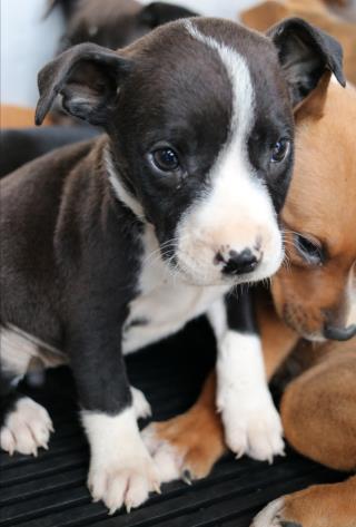 <u> Mix-Bred AMERICAN STAFFORDSHIRE TERRIER Male  Young  Puppy  (Secondary Breed: CHIHUAHUA - SMOOTH COATED)</u>