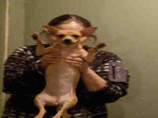 <u> Mix-Bred CHIHUAHUA - SMOOTH COATED Female  Young  Puppy  (Secondary Breed: BLEND)</u>