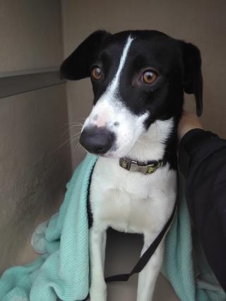 <u> Mix-Bred BORDER COLLIE Male  Young  Puppy  (Secondary Breed: RAT TERRIER)</u>