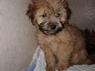 <u> Mix-Bred YORKSHIRE TERRIER Male  Young  Puppy  (Secondary Breed: BLEND)</u>