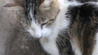 <u> Mix-Bred DOMESTIC SHORTHAIR Female  Adult  Cat </u>