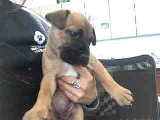<u> Mix-Bred BOXER Female  Young  Puppy  (Secondary Breed: BLEND)</u>