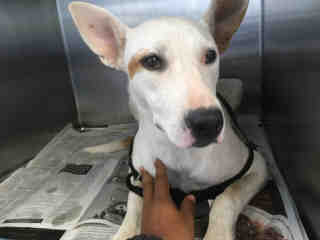 <u> Mix-Bred BULL TERRIER Female  Young  Puppy  (Secondary Breed: BLEND)</u>