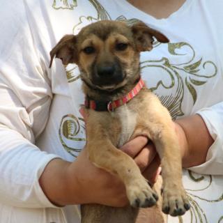 <u> Mix-Bred TERRIER Female  Young  Puppy  (Secondary Breed: CHIHUAHUA - SMOOTH COATED)</u>