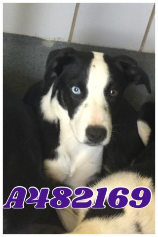 <u> Mix-Bred BORDER COLLIE Female  Young  Puppy  (Secondary Breed: BLEND)</u>