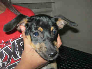 <u> Mix-Bred RAT TERRIER Female  Young  Puppy  (Secondary Breed: BLEND)</u>