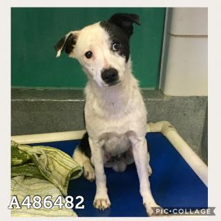 <u> Mix-Bred RAT TERRIER Male  Young  Puppy  (Secondary Breed: BLEND)</u>