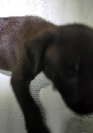 <u> Mix-Bred LABRADOR RETRIEVER Male  Young  Puppy  (Secondary Breed: BLEND)</u>