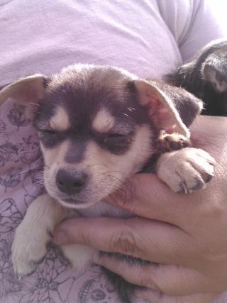 <u> Mix-Bred TERRIER Female  Young  Puppy  (Secondary Breed: BLEND)</u>