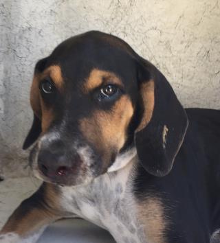 <u> Mix-Bred AMERICAN FOXHOUND Male  Young  Puppy  (Secondary Breed: BLEND)</u>