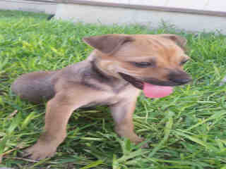 <u> Mix-Bred TERRIER Female  Young  Puppy  (Secondary Breed: CHIHUAHUA - SMOOTH COATED)</u>