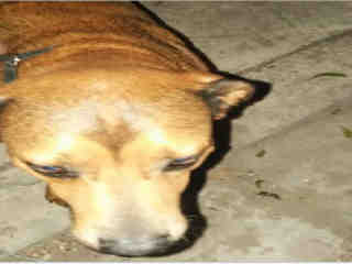 <u> Mix-Bred LABRADOR RETRIEVER Male  Adult  Dog  (Secondary Breed: BLEND)</u>