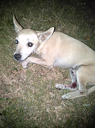 <u> Mix-Bred CHIHUAHUA - SMOOTH COATED Male  Adult  Dog  (Secondary Breed: BLEND)</u>