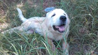 <u> Mix-Bred GREAT PYRENEES Male  Young  Puppy  (Secondary Breed: BLEND)</u>