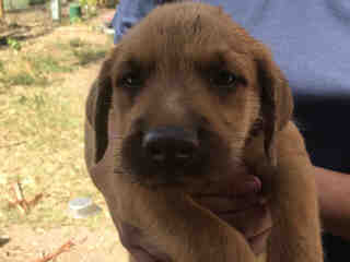 <u> Mix-Bred BLACK MOUTH CUR Male  Young  Puppy  (Secondary Breed: BLEND)</u>