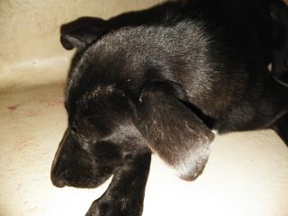<u> Mix-Bred LABRADOR RETRIEVER Female  Young  Puppy  (Secondary Breed: BLEND)</u>