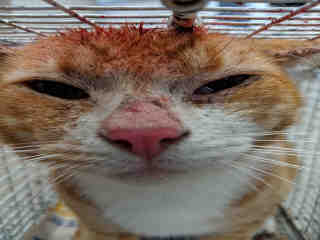<u> Mix-Bred DOMESTIC SHORTHAIR Male  Adult  Cat </u>
